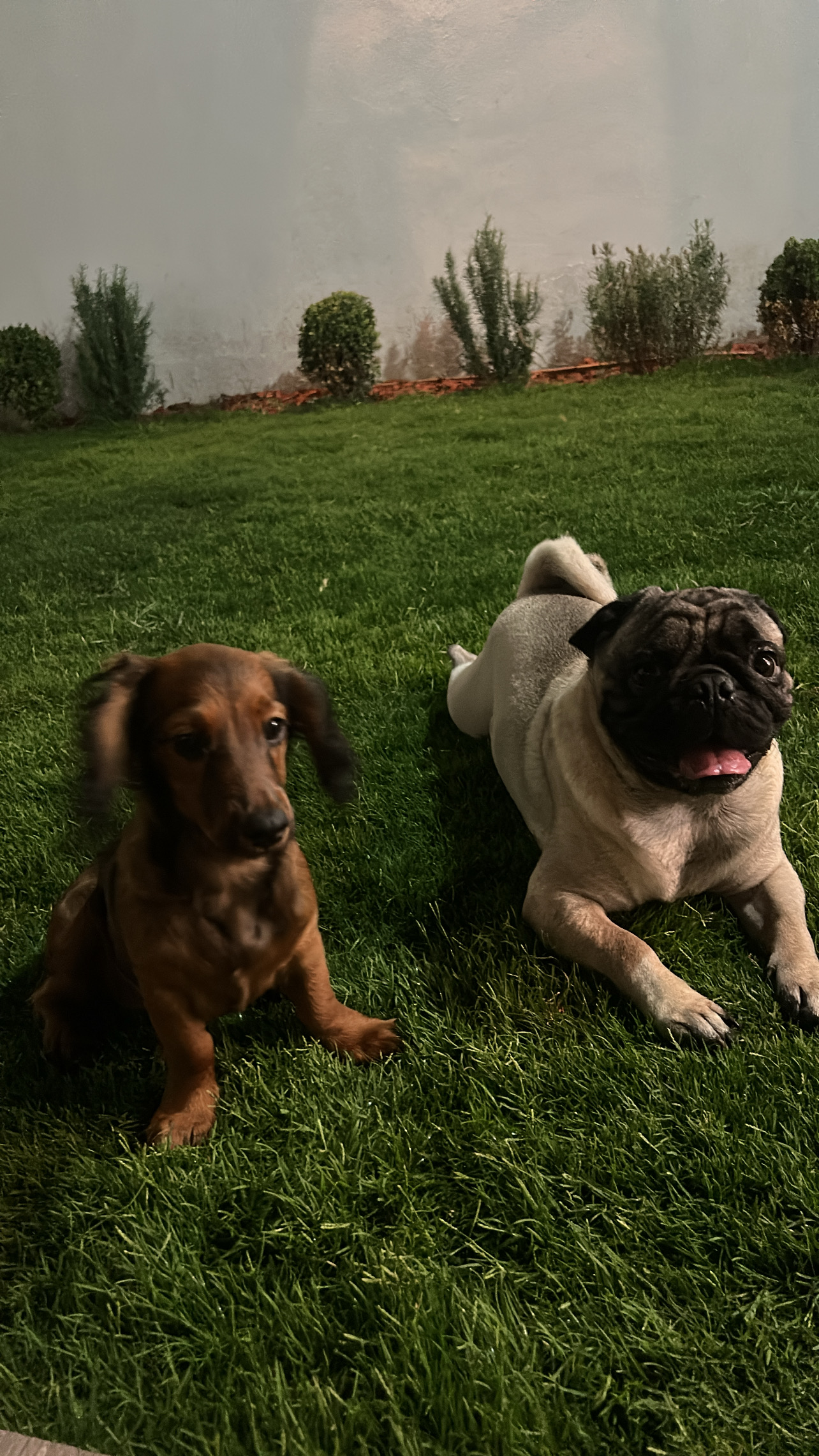 Laura A. — ugcCreator for Pets — photo 1