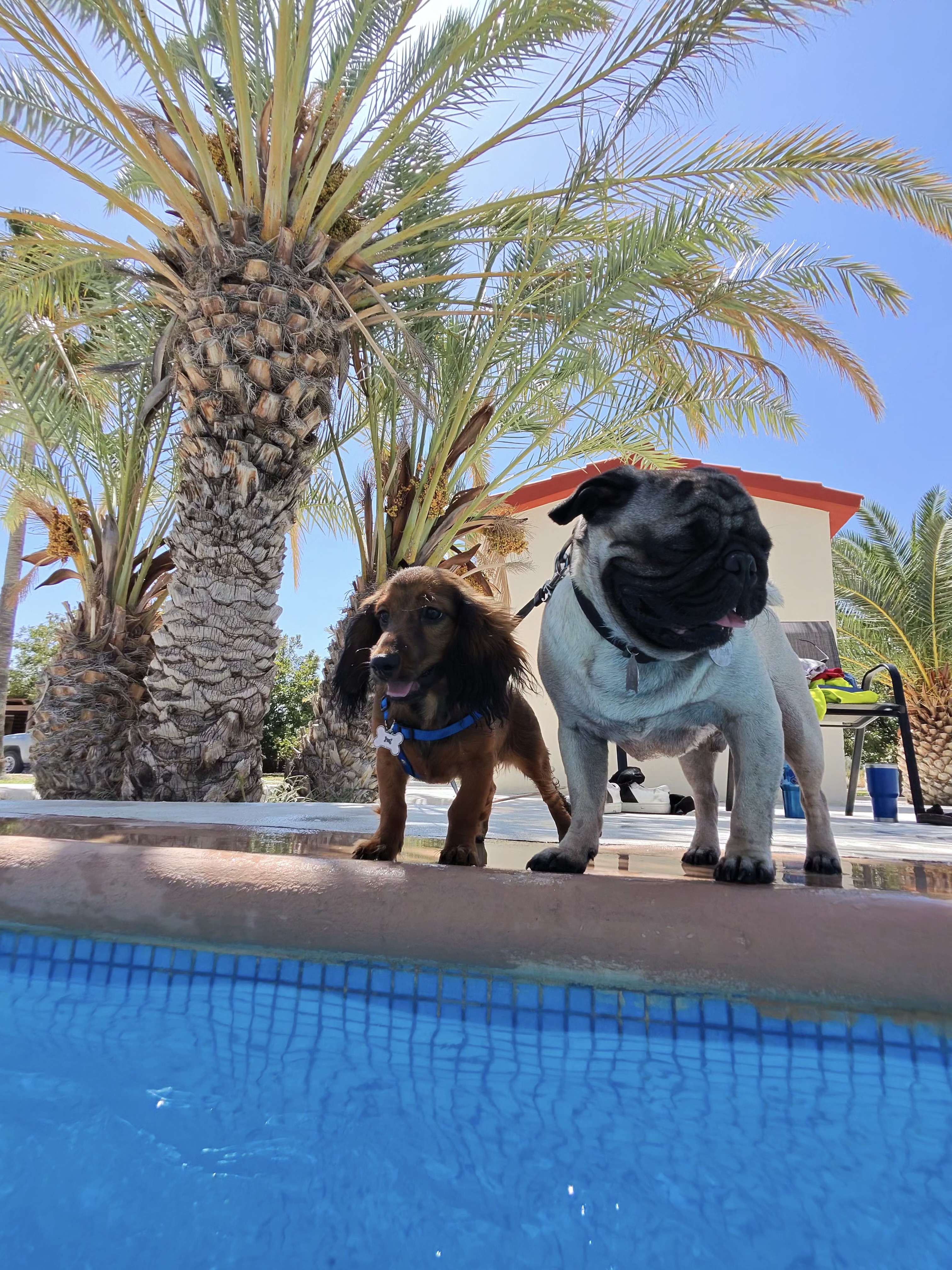 Laura A. — ugcCreator for Pets — photo 2