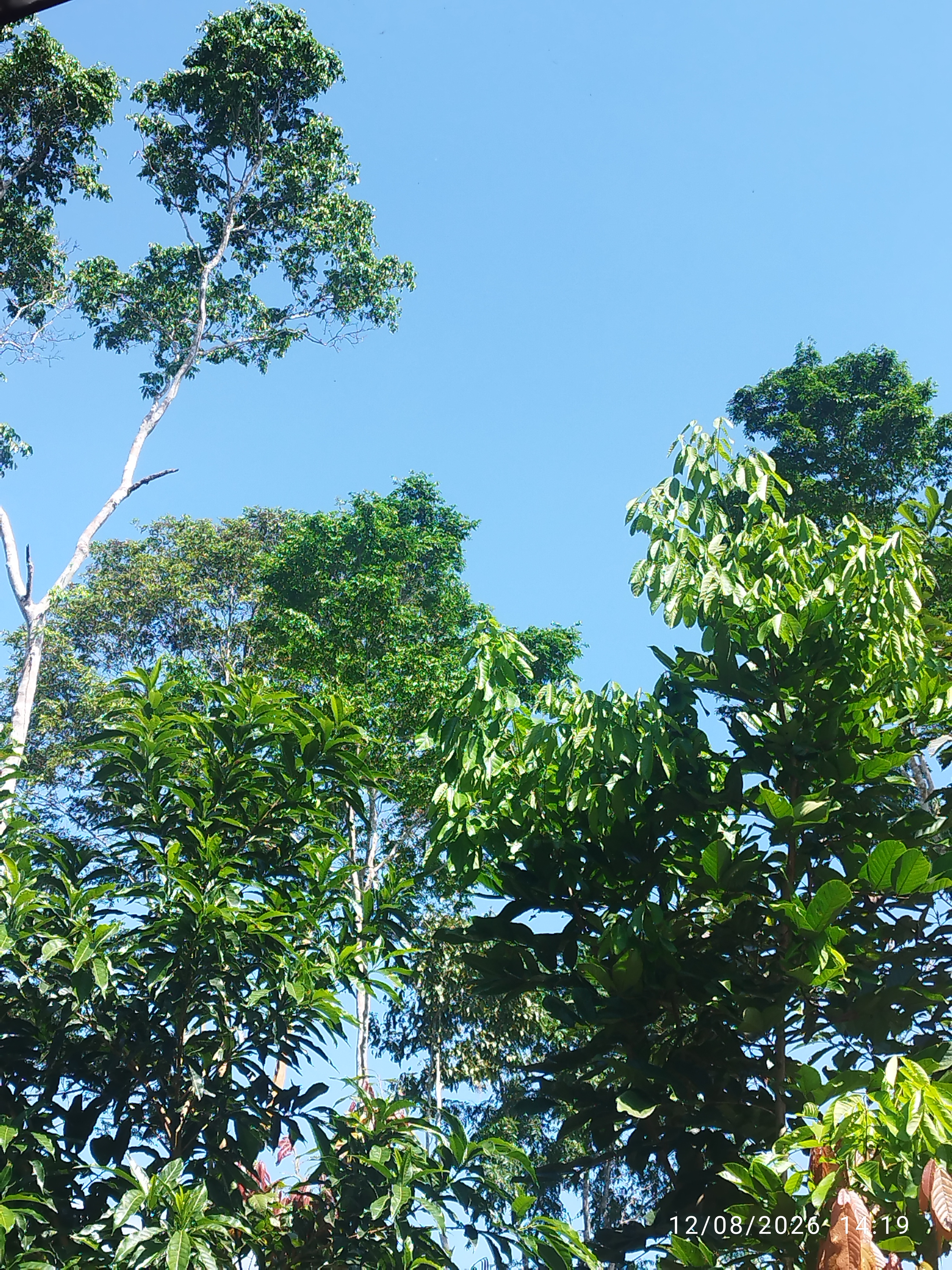 Jumalay F. β Ecuador