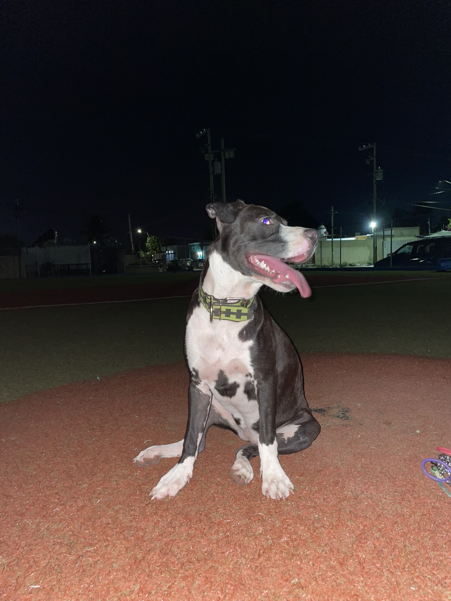 Victoria B. — UGC Creator for Pets — photo 3