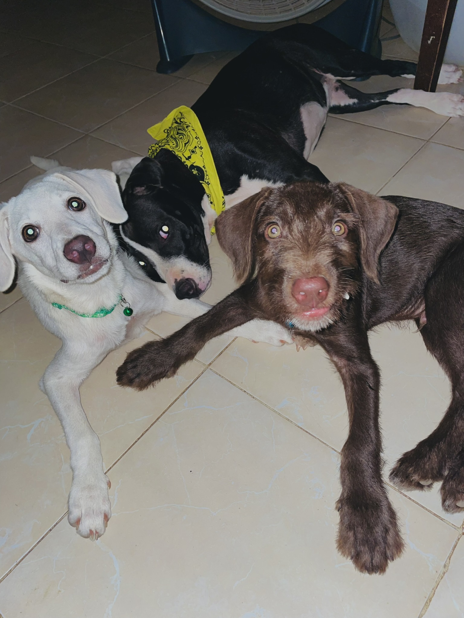 Victoria B. — UGC Creator for Pets — photo 5